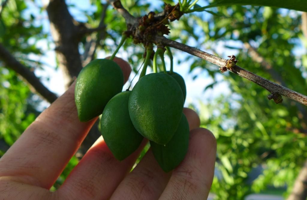 photo superiorplum.jpg