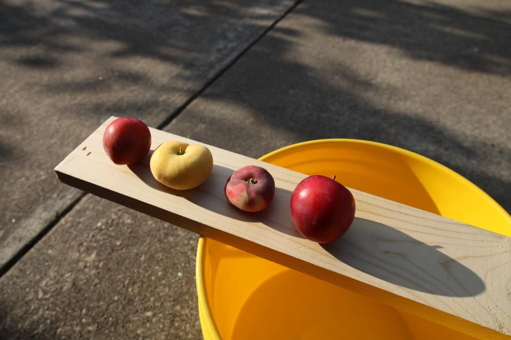 photo tangosatsupald.jpg