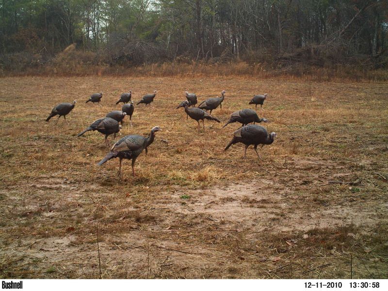 turkeys.jpg