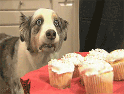 1243594993_cupcakedog-war-flashbacks_zps0c2fc63a.gif