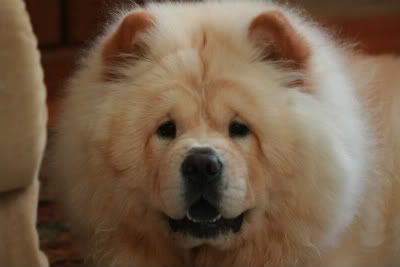 chow chow food allergies