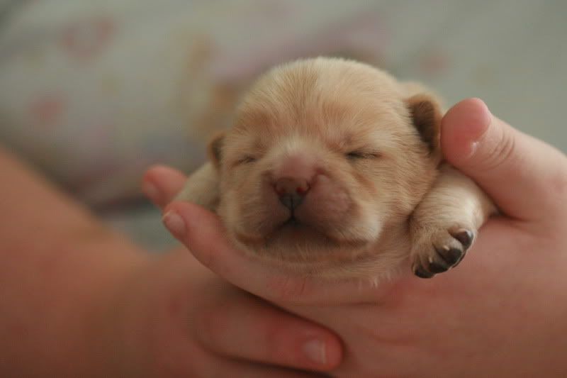 newborn chow chow puppies