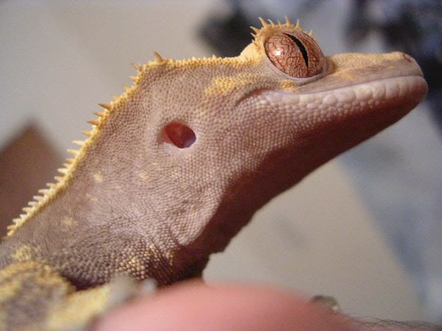 DSCN0279.jpg