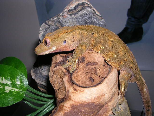 DSCN0295.jpg