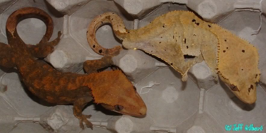 Pair.jpg