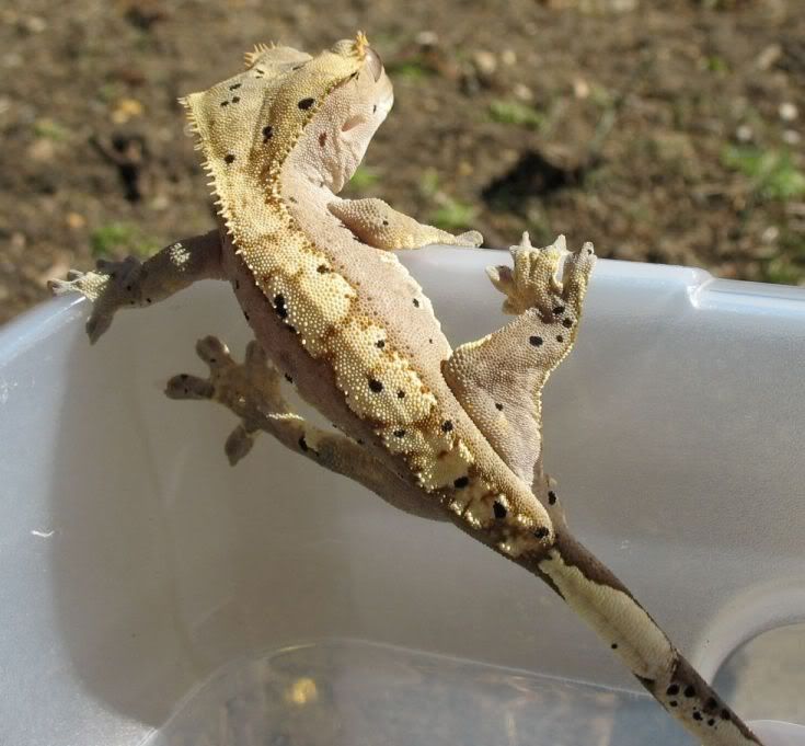 gex1.jpg