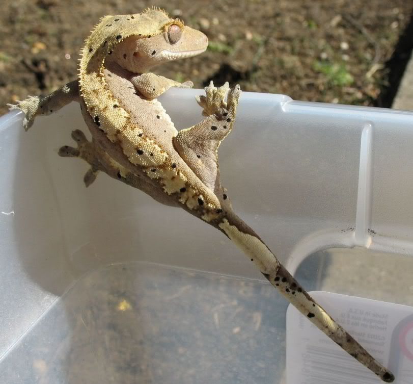 gex2.jpg