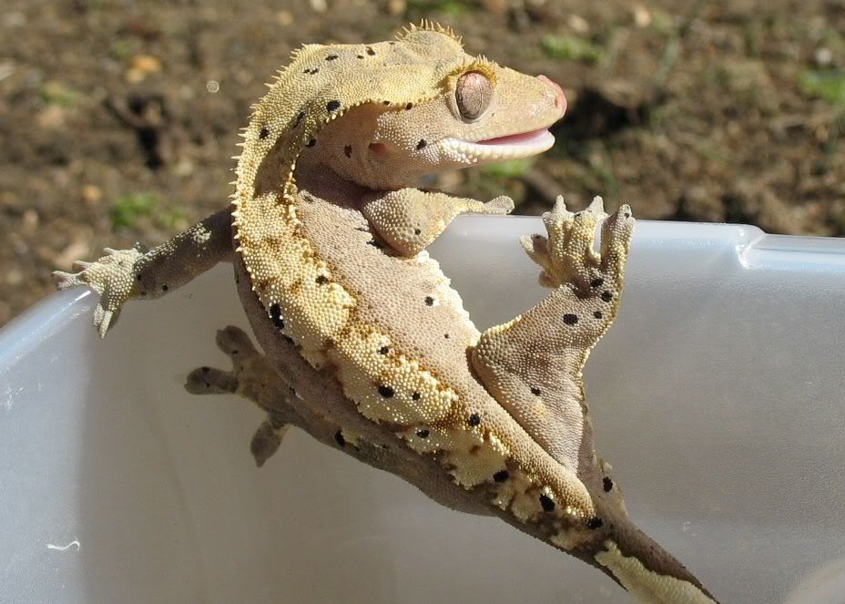 gex3.jpg