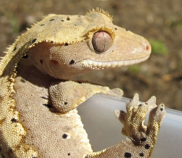 gex4.jpg