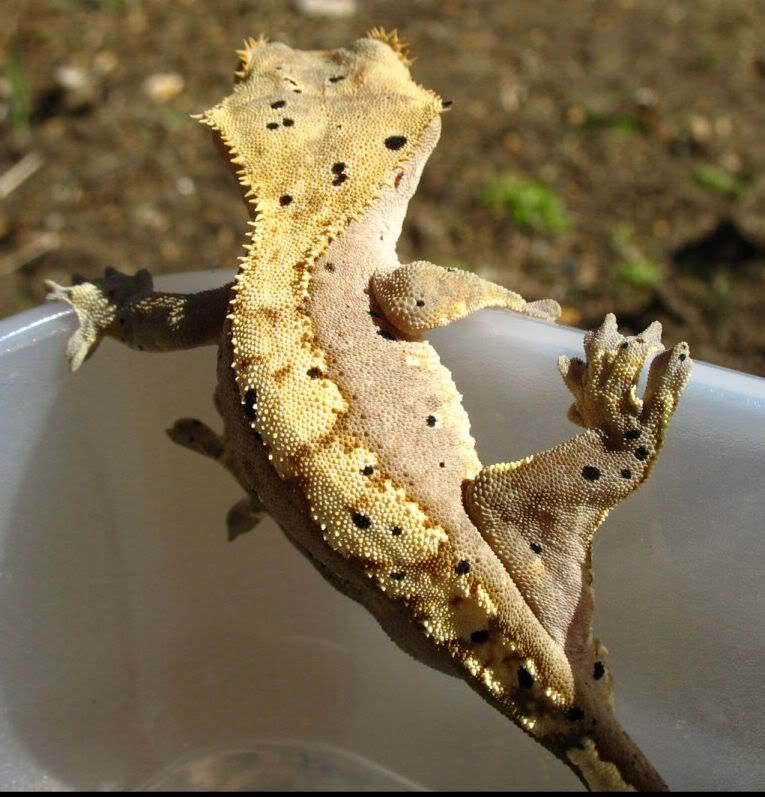 gex5.jpg
