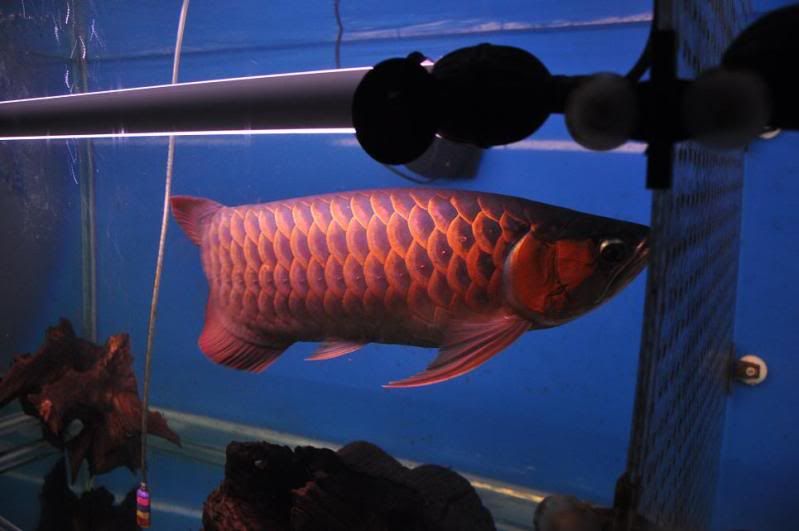 elkindo red arowana