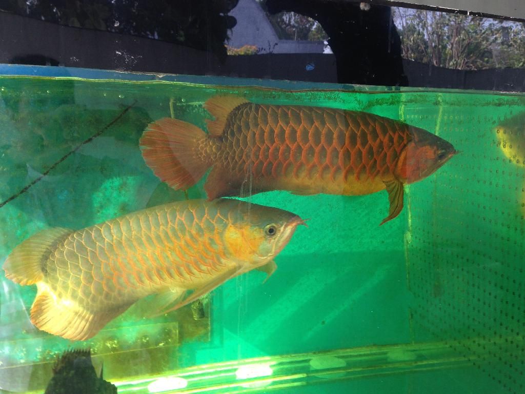 elkindo red arowana