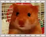 funny hamster pictures. Photobucket | funny hamster