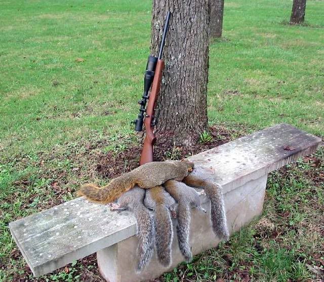 Anyone squirrel hunt with a 17 hmr? HUNTING INDIANA