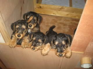 Airedeale terrier puppies
