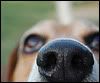 Beagle2.jpg