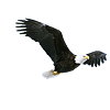 Eagle1.gif