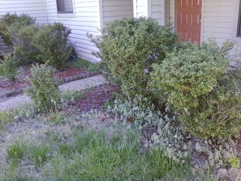 Yard Advice Please - Lots Of Weeds! - Landscaping & Lawn Care - DIY