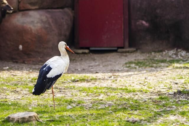 SaintLouisZooApril072013269_zpsddbe7e0e.jpg