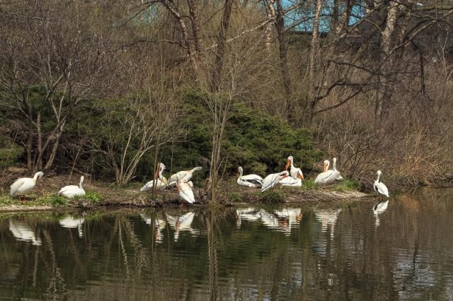 SaintLouisZooApril07201380_zpsa5fdef3e.jpg