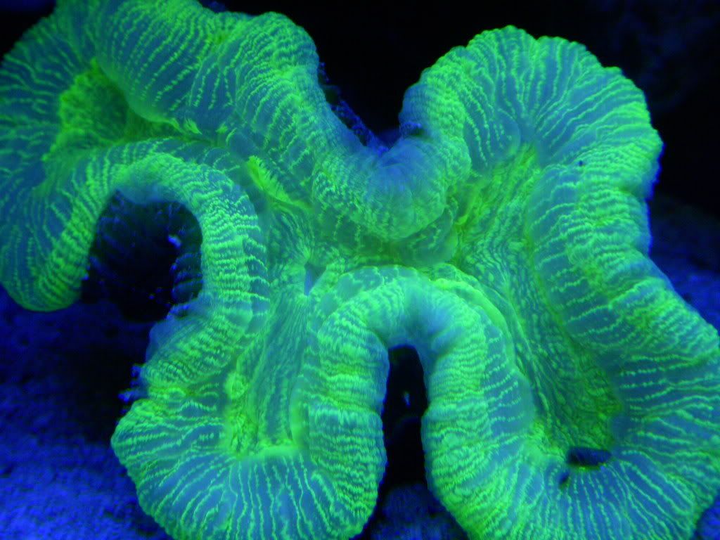care for open green brain coral? please) The Reef Tank