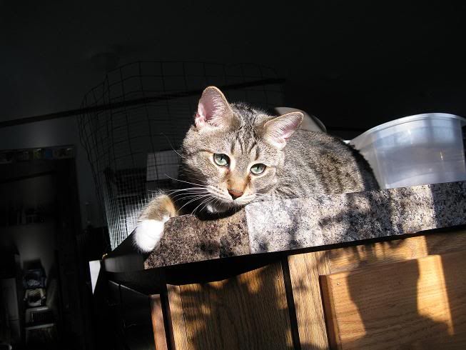 IMAGE: http://img.photobucket.com/albums/v53/PurpleSusa/IsSam/Joseph4-15-102a.jpg