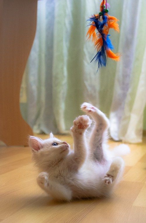 Kitty Karate