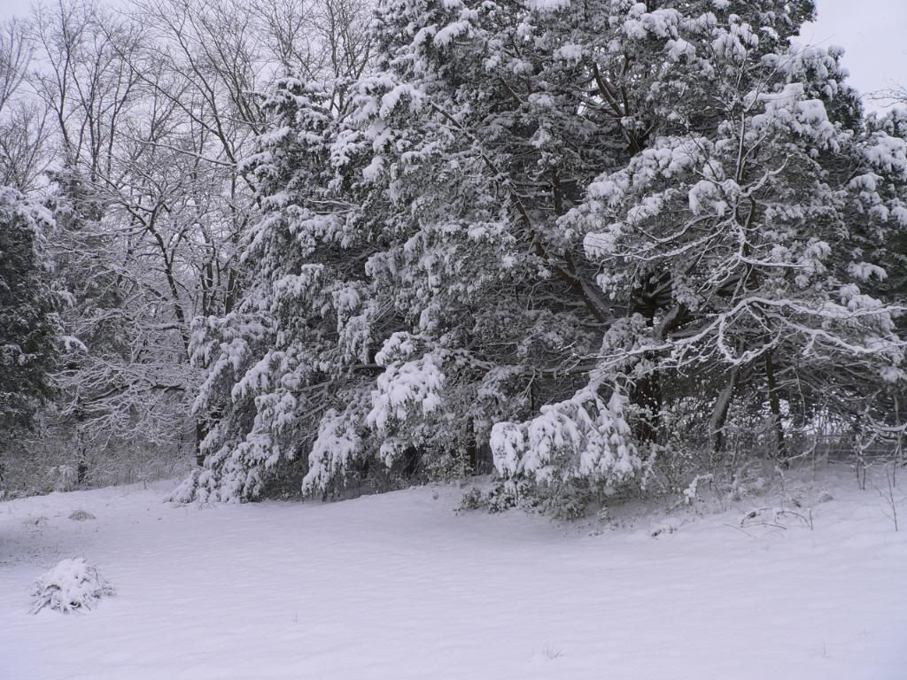MarchSnowMore031.jpg