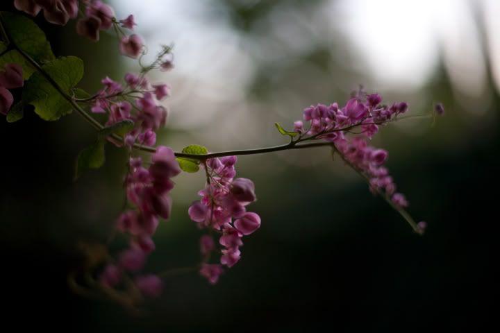 IMAGE: http://img.photobucket.com/albums/v54/Akurin/jHo/IMG_0707.jpg