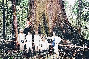Malaysia's biggest chengal tree.