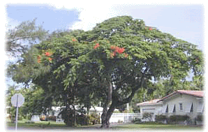 Delonix regia. Flame of the Forest. Source:floridata.com