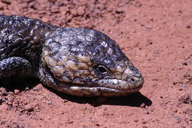 IMAGE: http://img.photobucket.com/albums/v54/headsie/Animals/BTCU.jpg