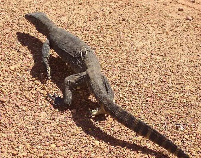 IMAGE: http://img.photobucket.com/albums/v54/headsie/Animals/SHMonitor.jpg