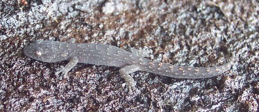 IMAGE: http://img.photobucket.com/albums/v54/headsie/Animals/gekko.jpg