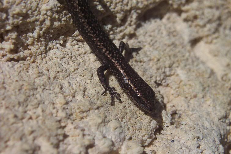 IMAGE: http://img.photobucket.com/albums/v54/headsie/Animals/skink.jpg
