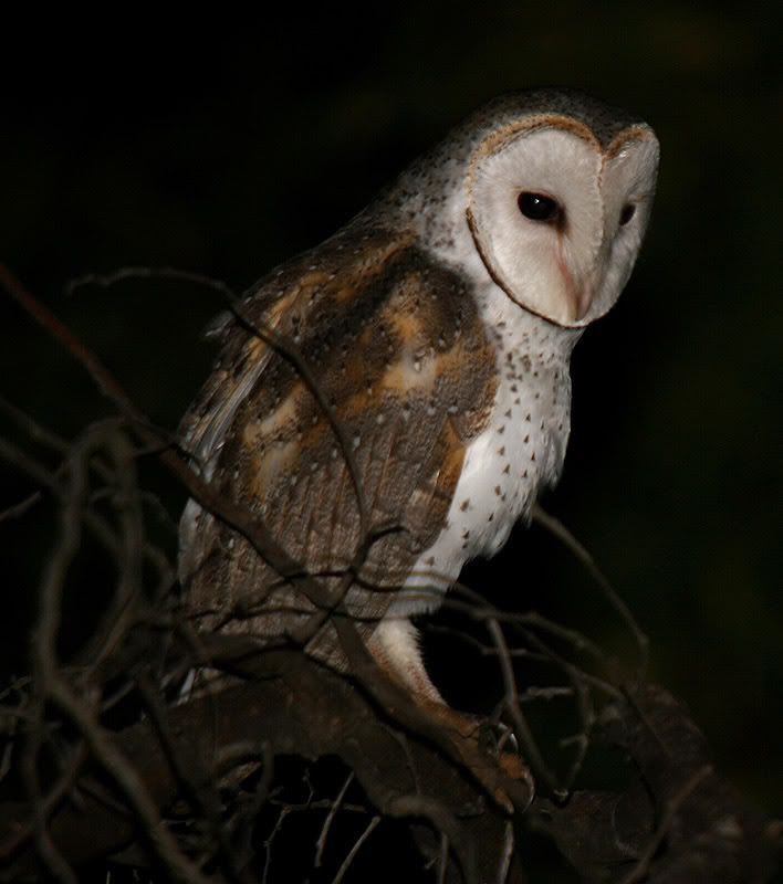 IMAGE: http://img.photobucket.com/albums/v54/headsie/Birds/Barnowl800a.jpg
