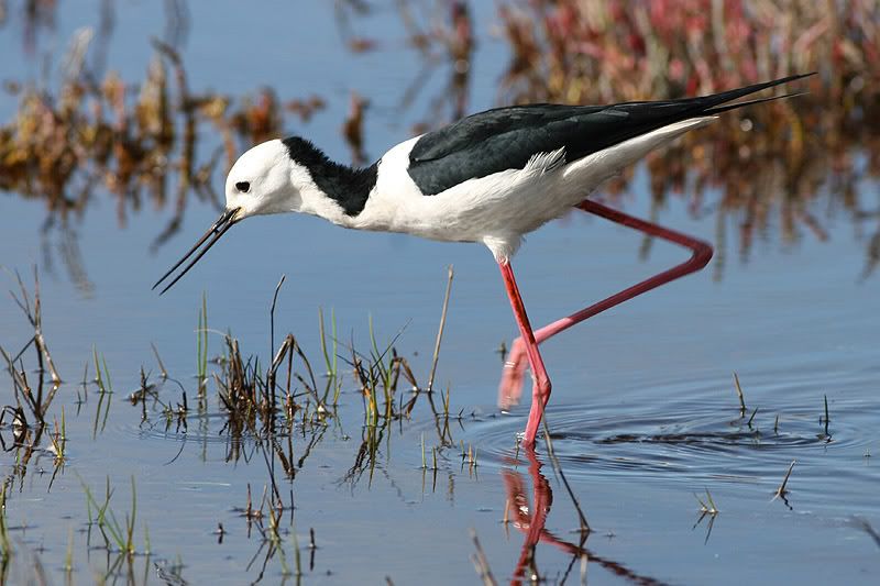 IMAGE: http://img.photobucket.com/albums/v54/headsie/Birds/Blackwingedstilt800b.jpg