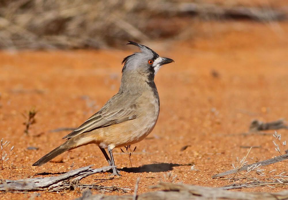 Birds in red dirt BIRDS in BACKYARDS