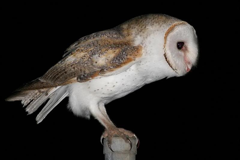 IMAGE: http://img.photobucket.com/albums/v54/headsie/Birds/OwlBarn26.jpg