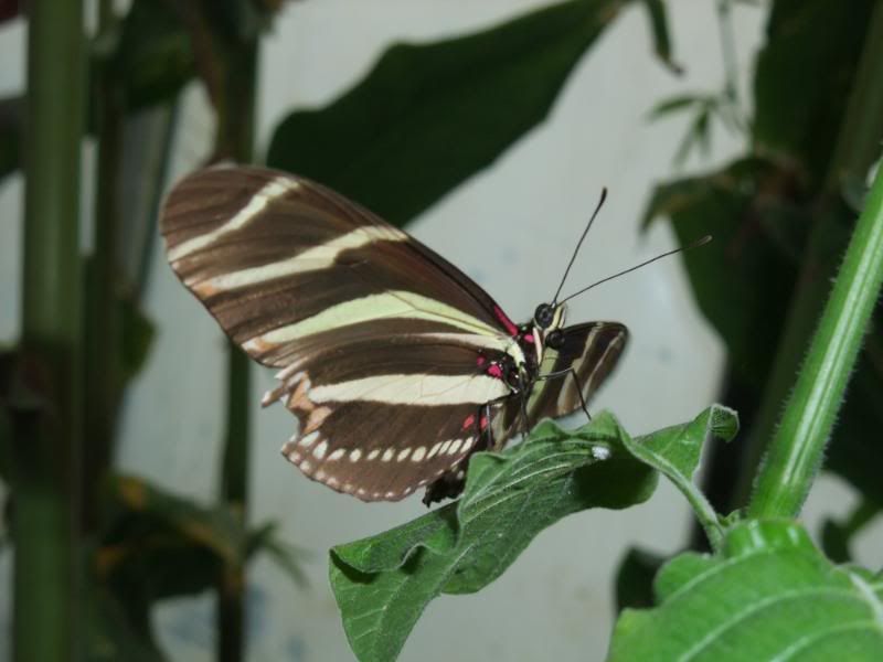 DSCF0818.jpg