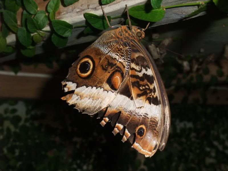 DSCF0820.jpg