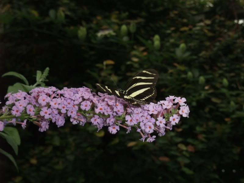 DSCF0825.jpg