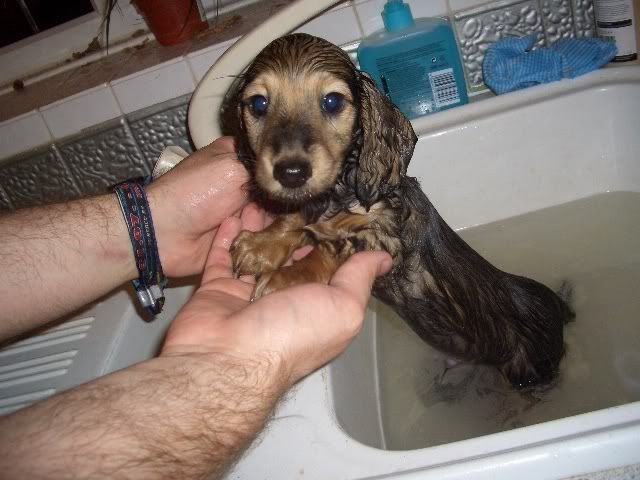 long haired dachshund dogs. long-haired dachshund,