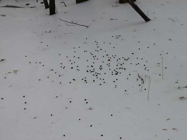 Droppings3.jpg