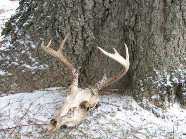 1stDeadBuck.jpg
