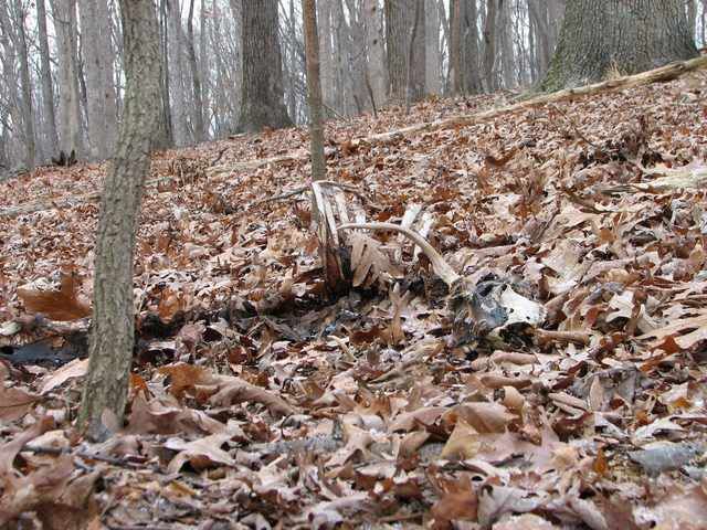 2ndDeadBuck.jpg