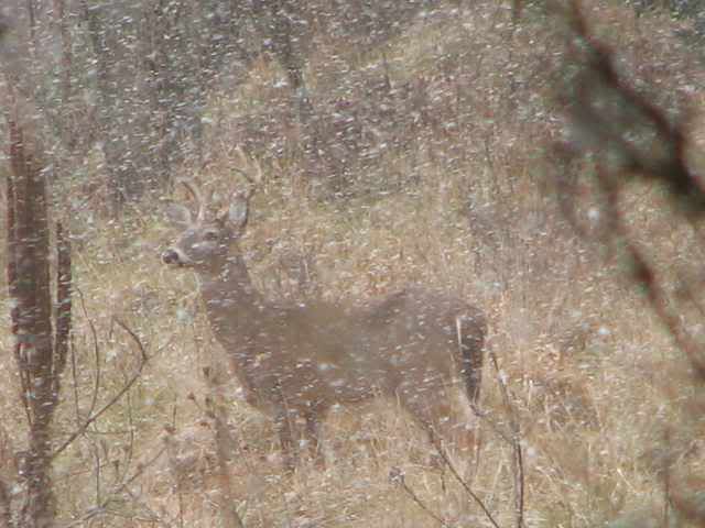 Buck2.jpg