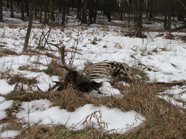 DeadBuck3.jpg