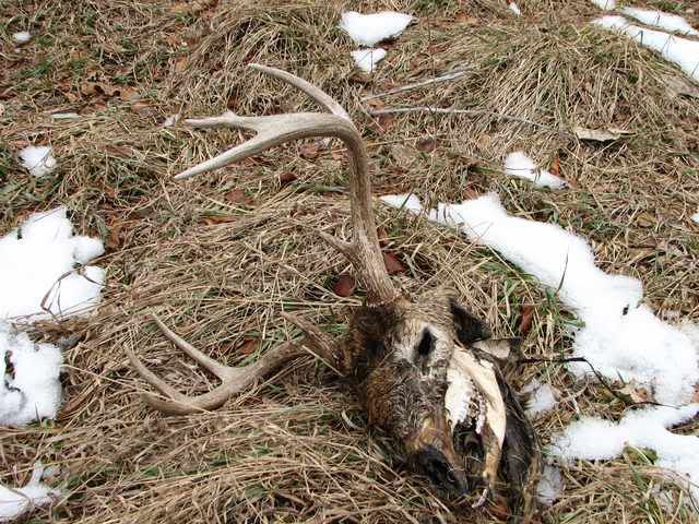 DeadBuck33.jpg