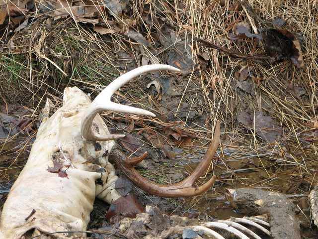 DeadBuck7-2.jpg